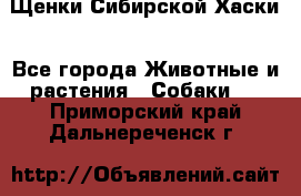 Щенки Сибирской Хаски - Все города Животные и растения » Собаки   . Приморский край,Дальнереченск г.